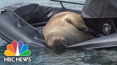 Freya The Walrus Makes Friends And Foes In Norway